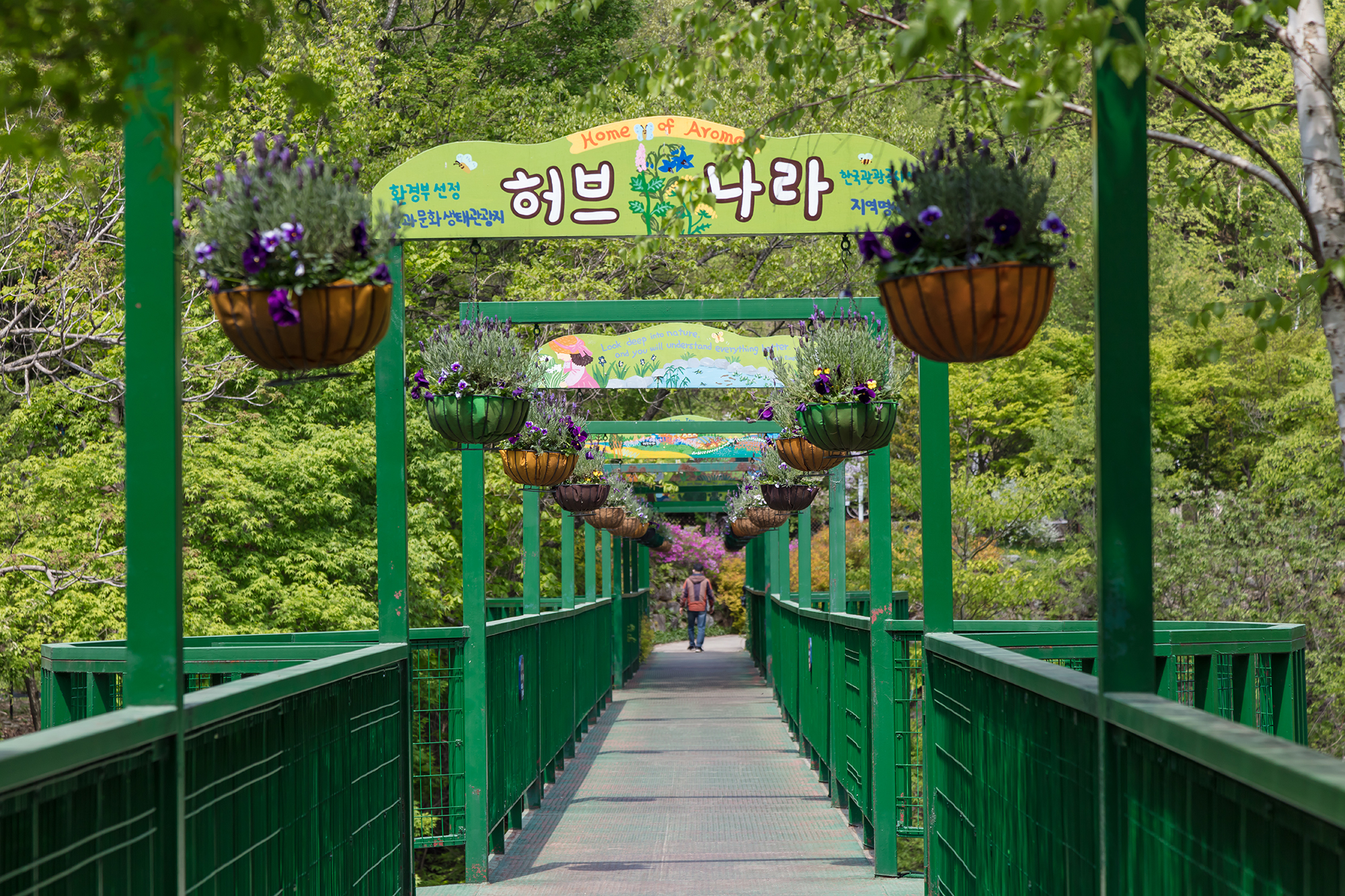 평창-허브나라농원-(1).jpg