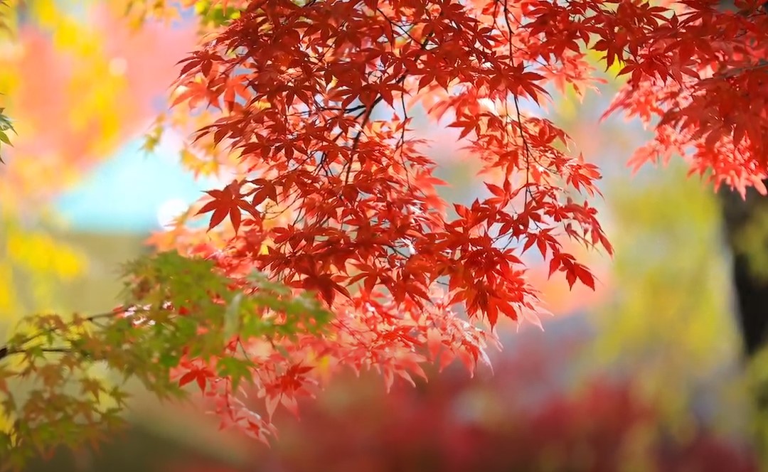 강원도 단풍.jpg